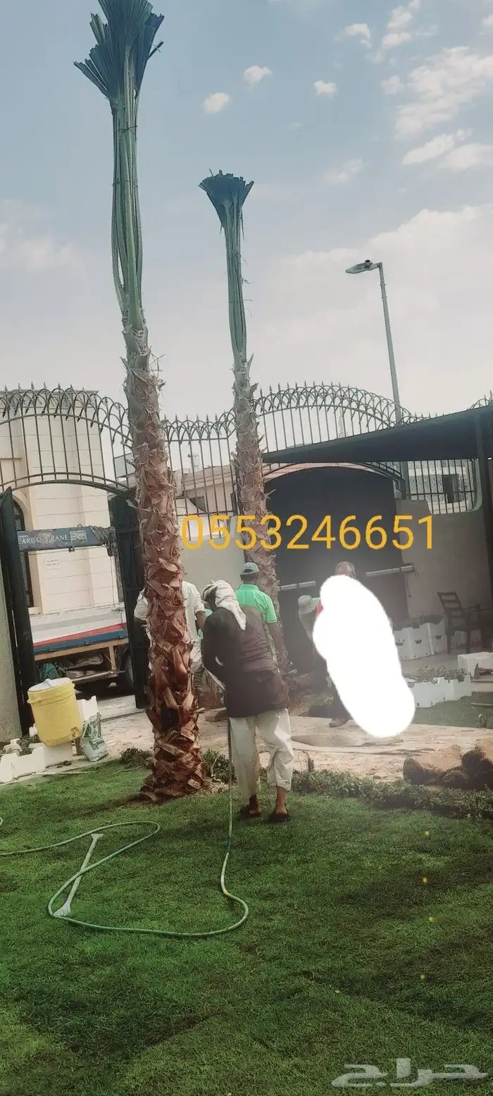 نخيل وشنطني وتنسيق الحديق 3