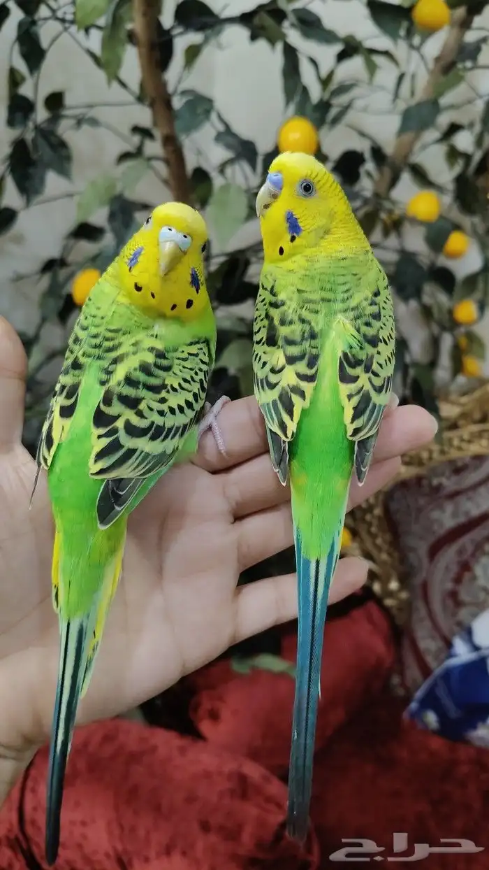 للبيع أجمل زواج طيور البادجي او طيور الحب أليف جدا جدا 8