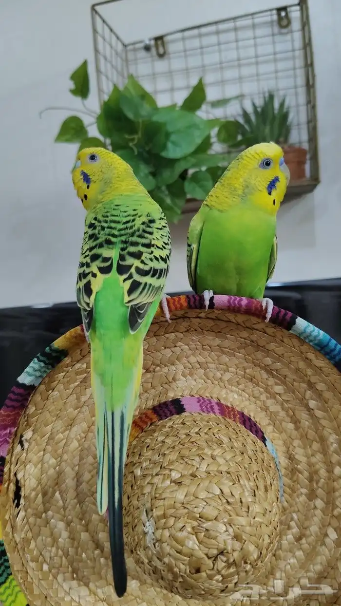 للبيع أجمل زواج طيور البادجي او طيور الحب أليف جدا جدا 3