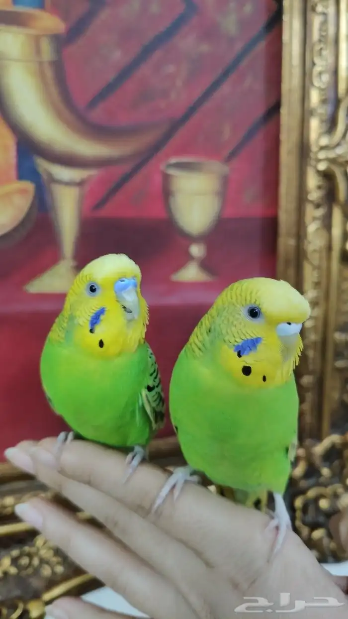للبيع أجمل زواج طيور البادجي او طيور الحب أليف جدا جدا 4