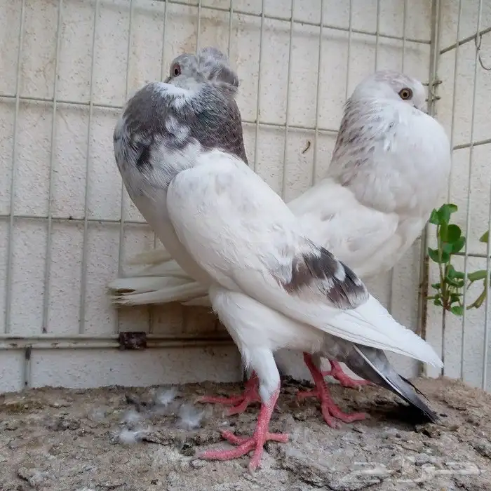 طبه نفاخ مميزة تم البيع 1