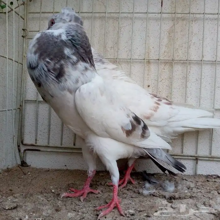 طبه نفاخ مميزة تم البيع 4