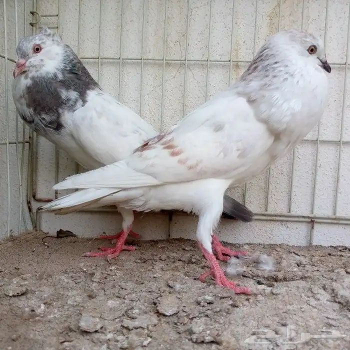 طبه نفاخ مميزة تم البيع 6