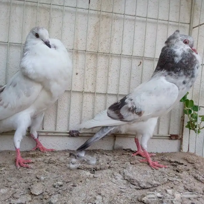 طبه نفاخ مميزة تم البيع 0