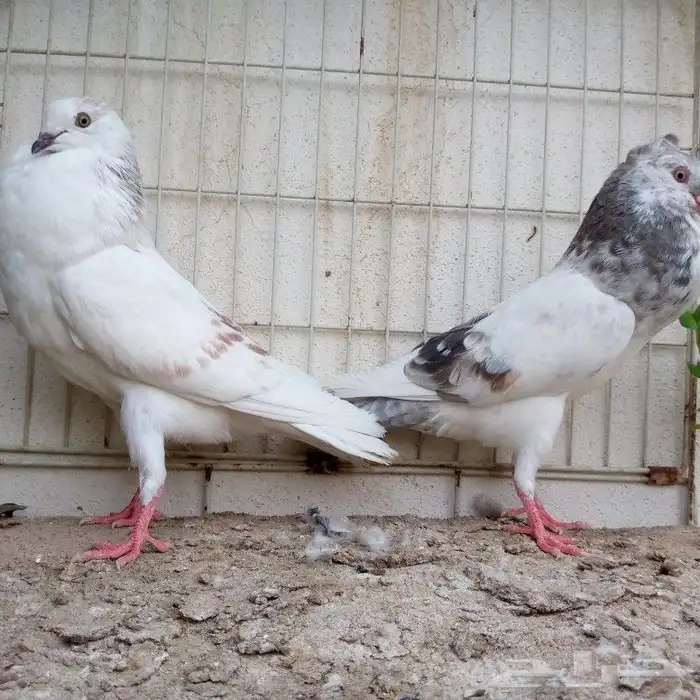 طبه نفاخ مميزة تم البيع 3