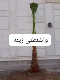 نخل القصيم المثمرة 1