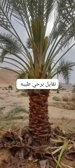 نخل القصيم المثمرة 3