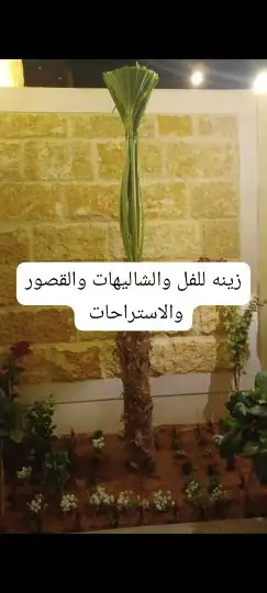 نخل القصيم المثمرة 5