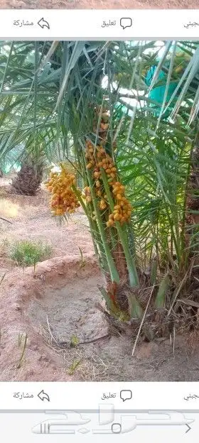يوجد الدنيا نخل مثمر وزينه 3