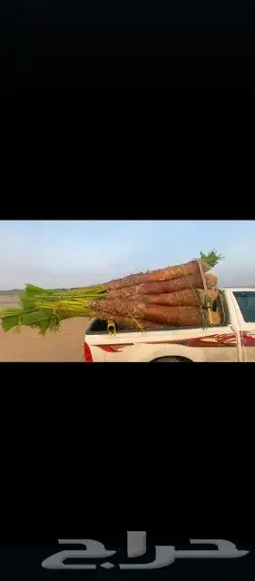 يوجد لدينا جميع انواع انخيل 7