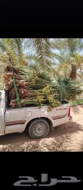 يوجد لدينا جميع انواع انخيل 9