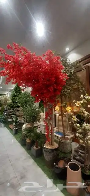 نخل واشنطني امريكي 2