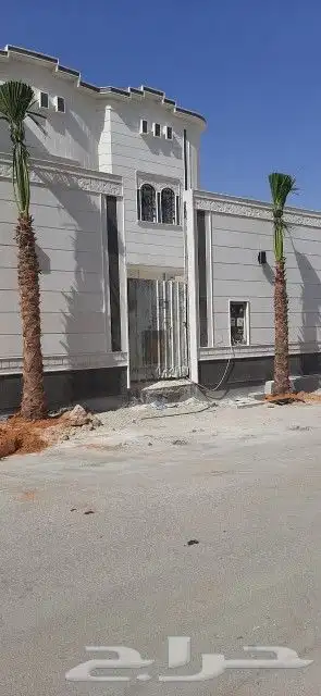 نخل واشنطني امريكي 3