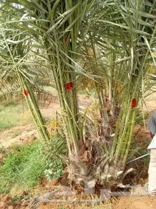 يوجد لدينا جميع انواع انخيل 1