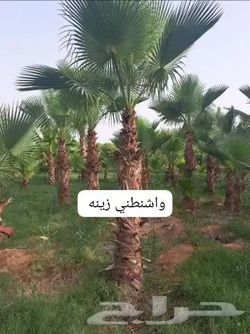 نخل القصيم المثمرة 4
