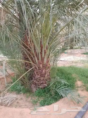 جميع انواع انخيل 4