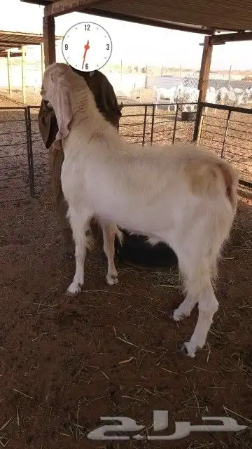 للبيع تيس ابيض صافي مشروك او مطور جرم حصان 0