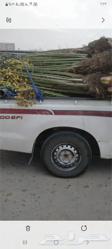 يوجد الدنيا نخل مثمر وزينه 2