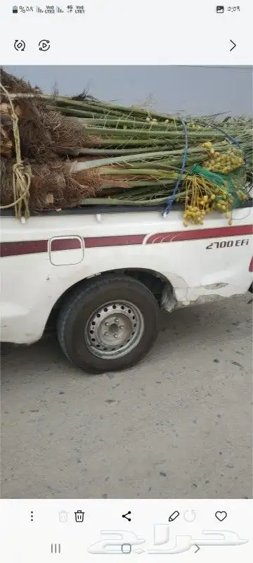 يوجد الدنيا نخل مثمر وزينه 6