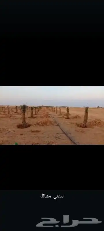 فسايل مثمره بجميع انواعها 0
