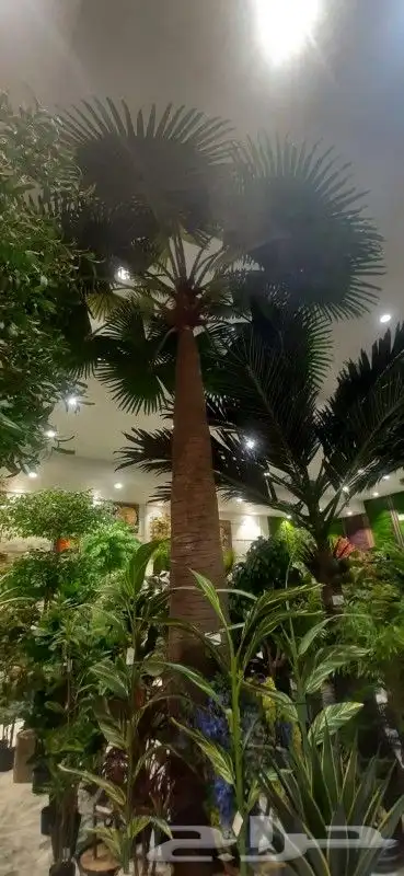 نخل واشنطني امريكي 7