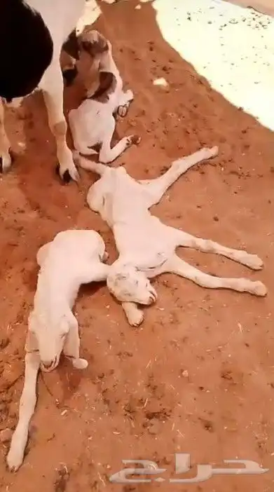 للبيع تيس ابيض صافي مشروك او مطور جرم حصان 4
