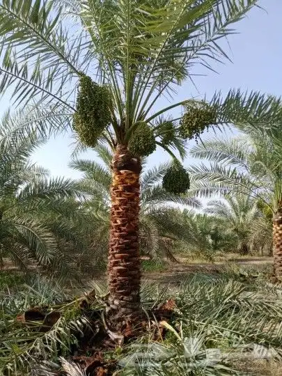 فسايل مثمره بجميع انواعها 6