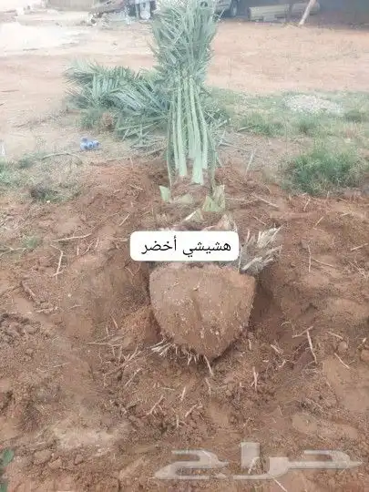 نخل القصيم المثمرة 2