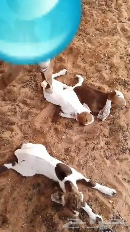 للبيع تيس ابيض صافي مشروك او مطور جرم حصان 5