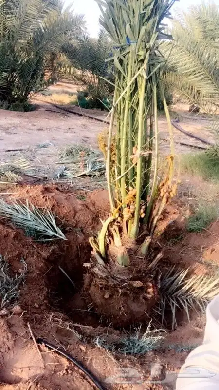زبايناالكرام يوجودلدينانخل عربي وزينه بجمع مقاسة وانواعه 2