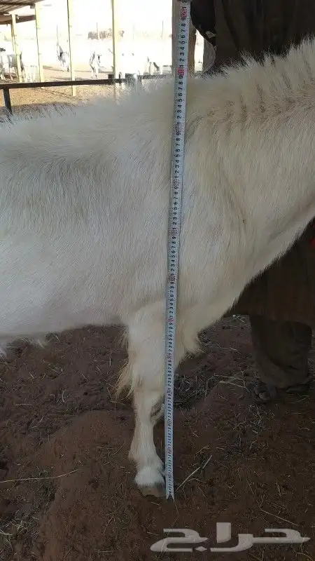 للبيع تيس ابيض صافي مشروك او مطور جرم حصان 1