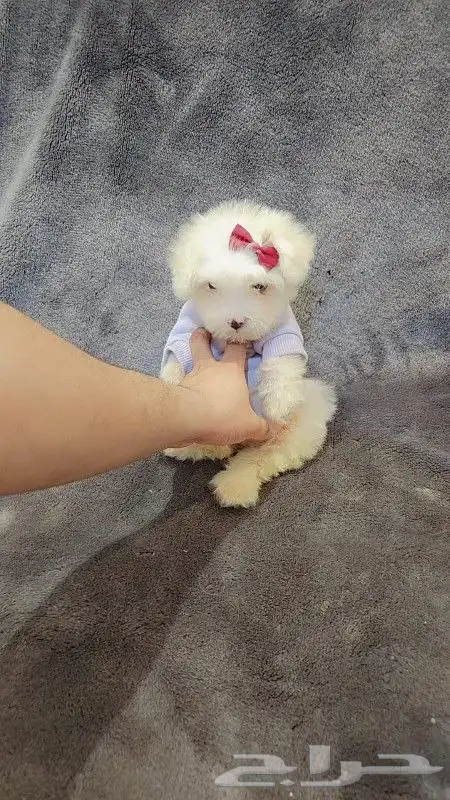 كلب مالتيبو Maltipoo بحجم كف اليد للبيع 3