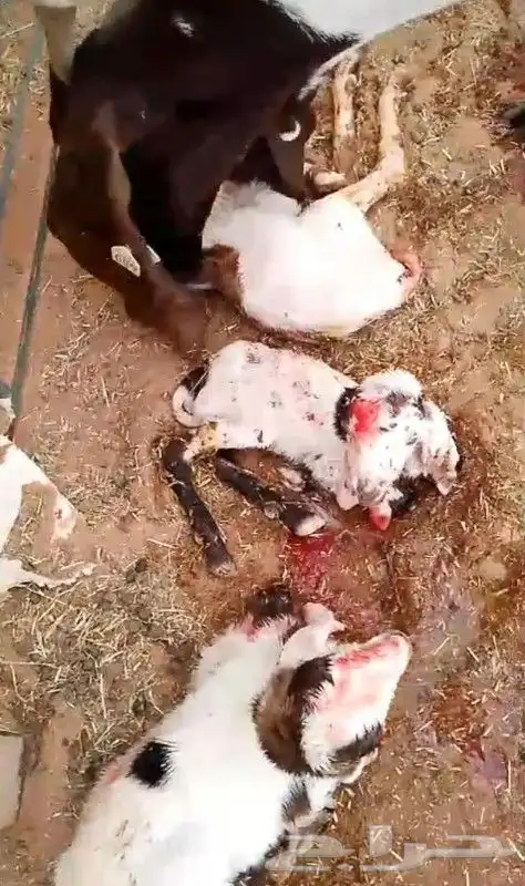 للبيع تيس ابيض صافي مشروك او مطور جرم حصان 6