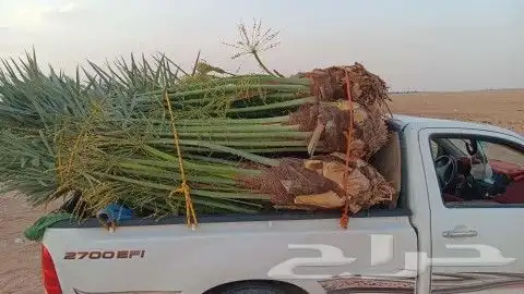 نخل القصيم المثمرة 0