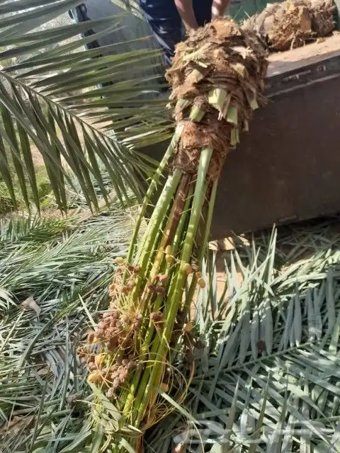 يوجد لدي نخل مثمر برحي 2