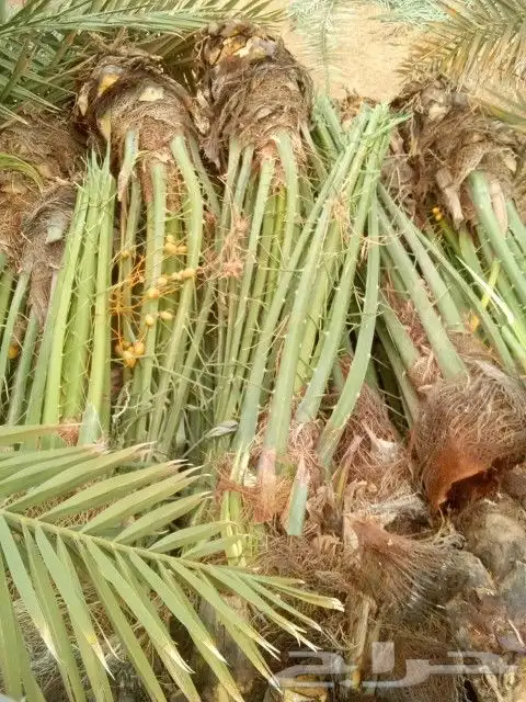 يوجد لدينا جميع انواع انخيل 5