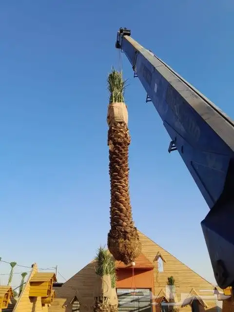 نخل القصيم المثمرة 7