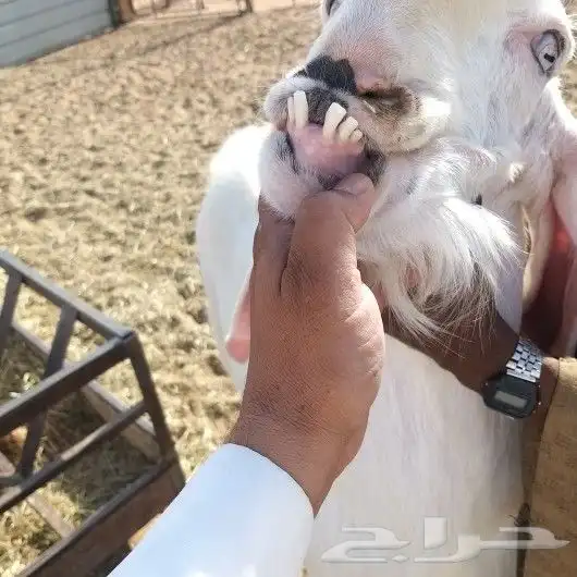 للبيع تيس ابيض صافي مشروك او مطور جرم حصان 2