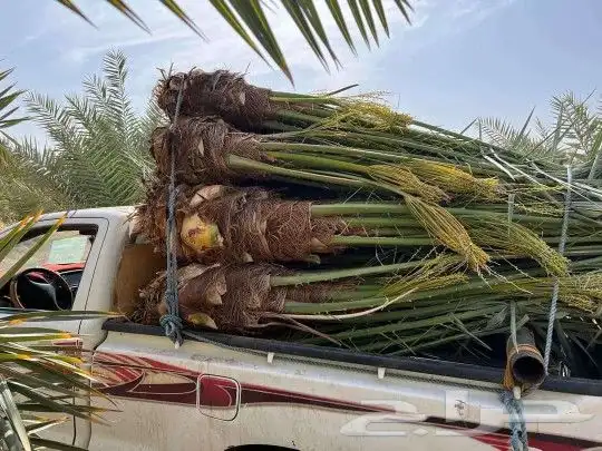 نخل القصيم المثمرة 6