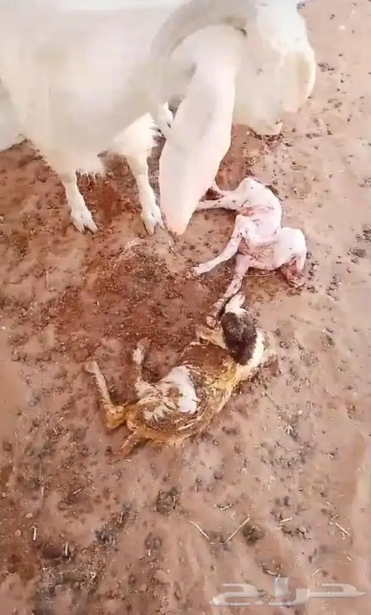 للبيع تيس ابيض صافي مشروك او مطور جرم حصان 7