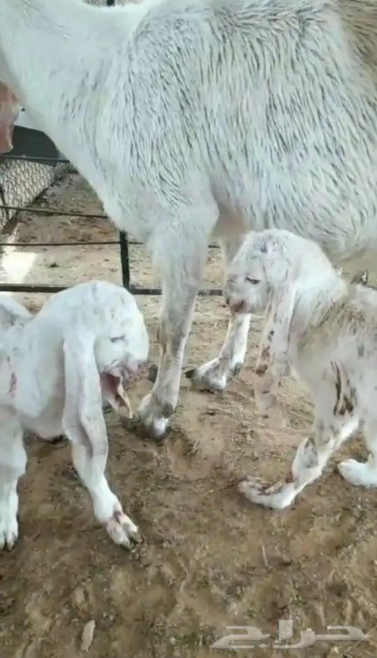 للبيع تيس ابيض صافي مشروك او مطور جرم حصان 3