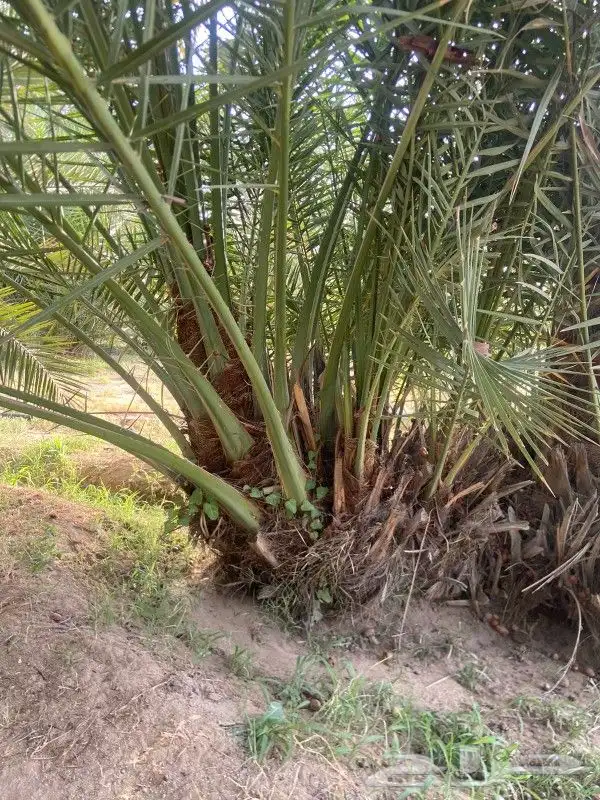 يوجد لدي نخل مثمر برحي 3