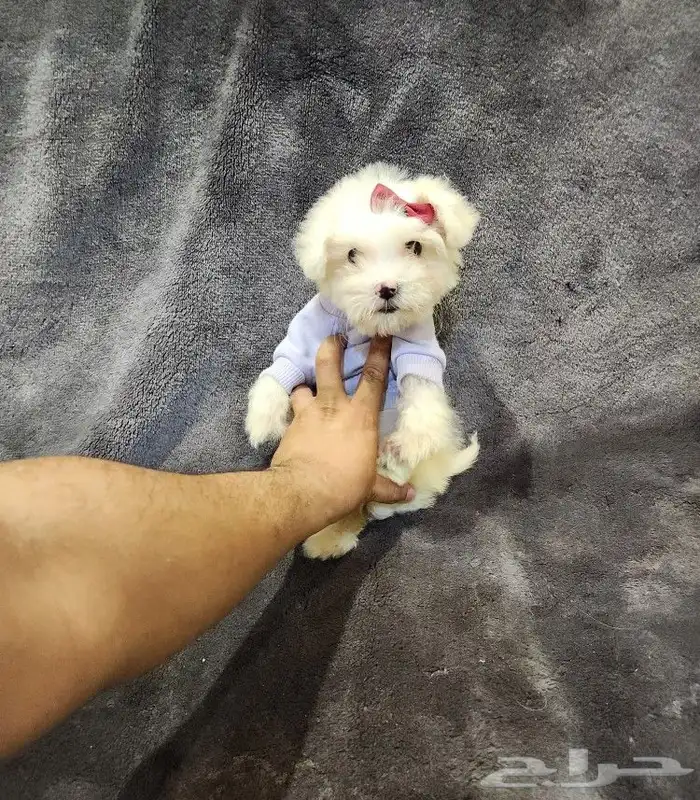 كلب مالتيبو Maltipoo بحجم كف اليد للبيع 0