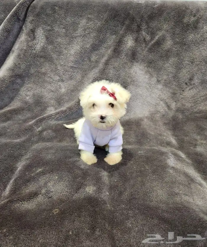 كلب مالتيبو Maltipoo بحجم كف اليد للبيع 4