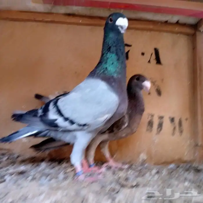 زوج هومر تم البيع 2