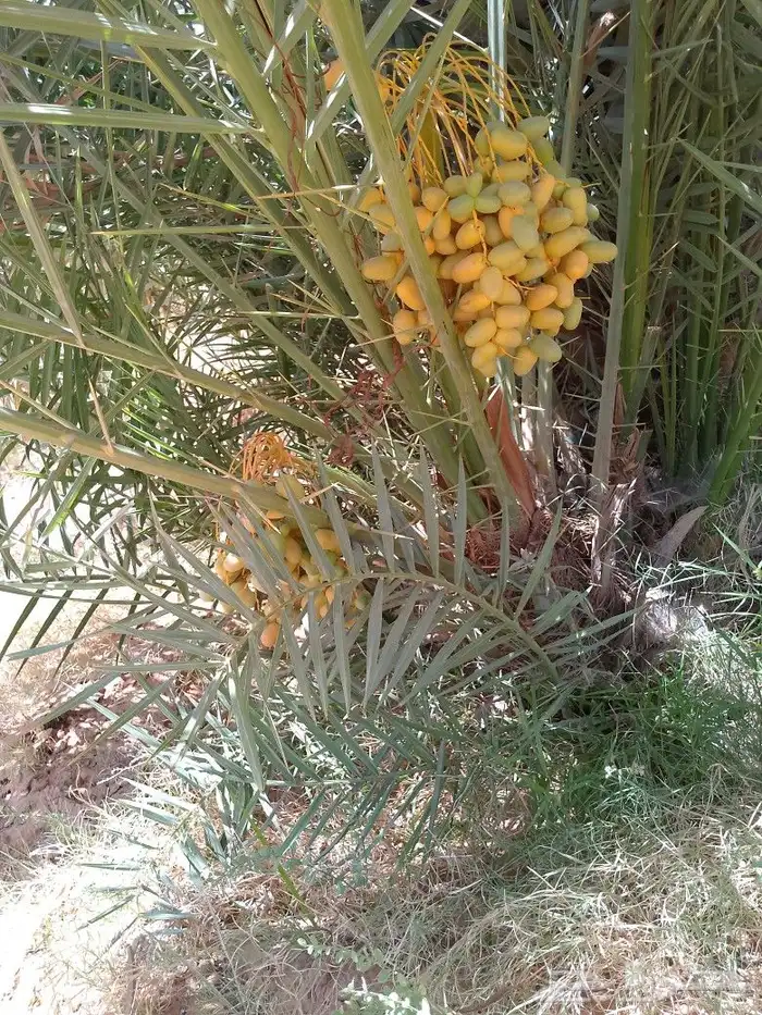 نخل مثمر يوجد لدينا نخل عربي صقعي ومجدول ورثان و عجوه 10