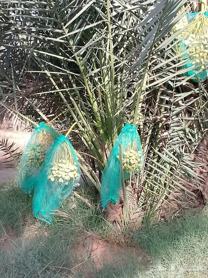 نخل مثمر يوجد لدينا نخل عربي صقعي ومجدول ورثان و عجوه 8