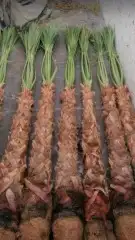 توريد جميع انواع النخل واعمال الشبوك 3