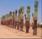 نخيل شبوك هناجر مضلات سواتر 0