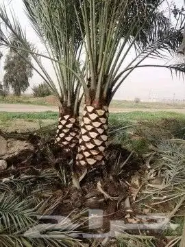 تنسيق حدائق الطائف والباحة 23